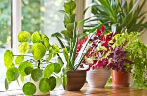 The Best Ways to Move Plants to Your New Home from Top Bay Area Movers